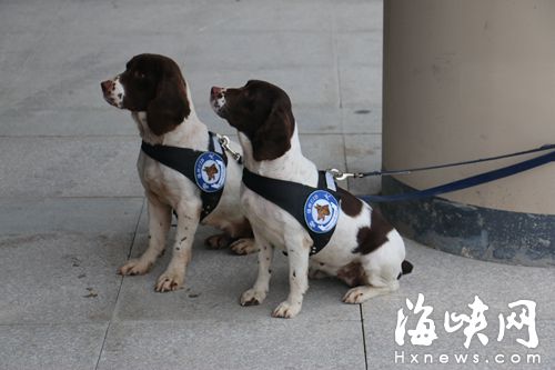 史賓格犬體型不大，外形可愛