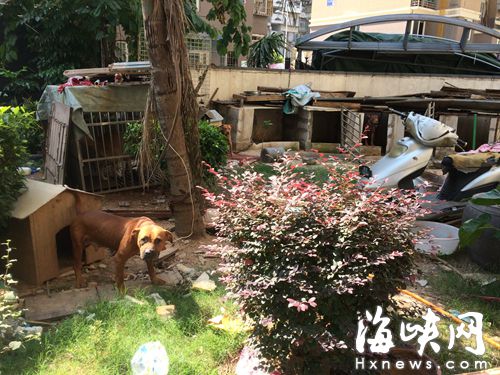 一有人靠近，花園內的狗就起身狂吠