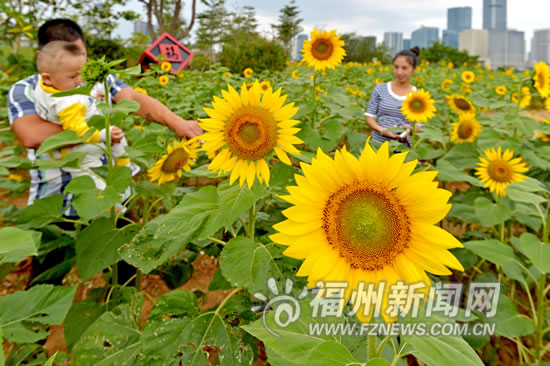 花海公園向日葵如期綻放　百日草也進入了盛花期