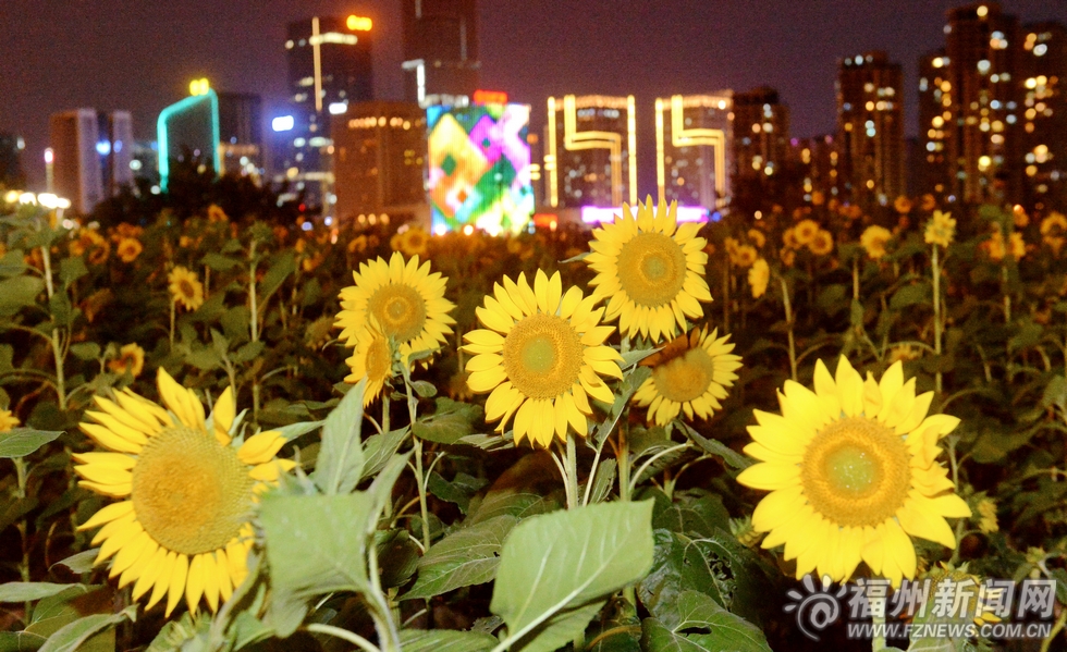 福州入秋各類鮮花齊綻放　為青運(yùn)會(huì)增添節(jié)日氣氛
