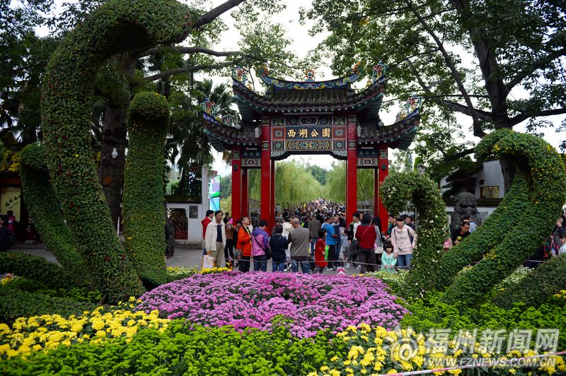 西湖菊花展明天開幕 展出近千個品種近7萬盆菊花