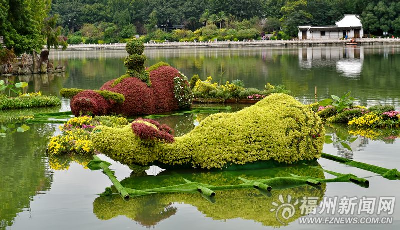 西湖公園菊展今起迎客 “中華菊王”冠軍將亮相