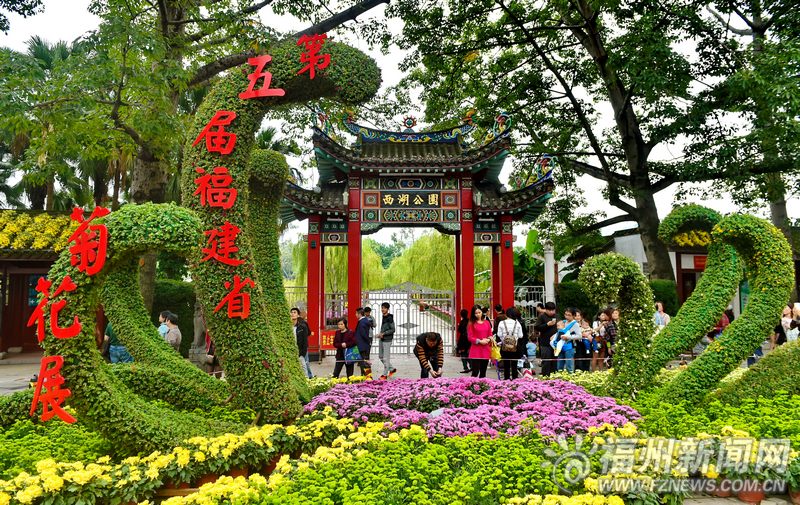 西湖公園菊展今起迎客 “中華菊王”冠軍將亮相
