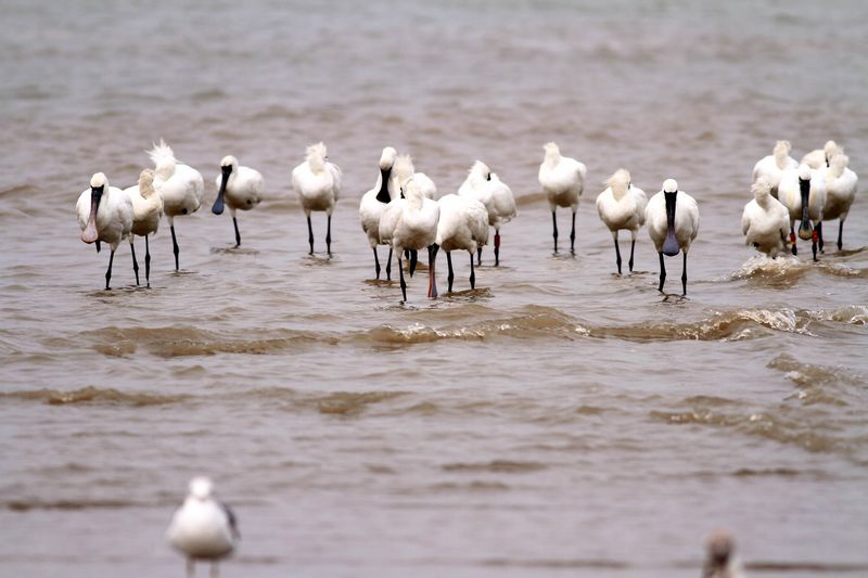榕城迎來最佳觀鳥季 濕地公園宛若“鳥的天堂”