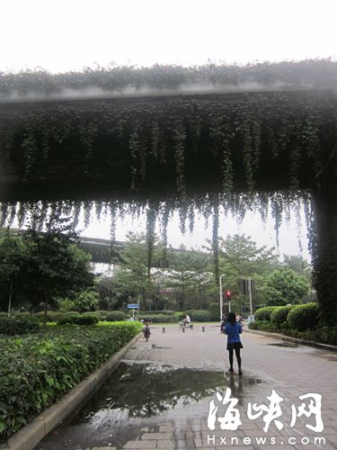 尤溪洲大橋花箱排水管接頭松動　晴天也“下雨”