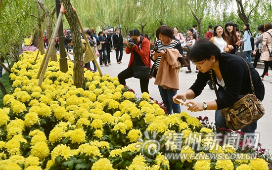 西湖菊展昨迎客近7萬人次 將視客流采取單向限行