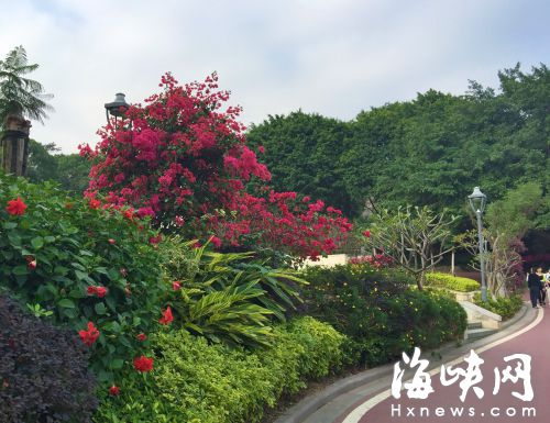 金雞山三角梅“花開三季”才過關(guān)　明年春節(jié)開花