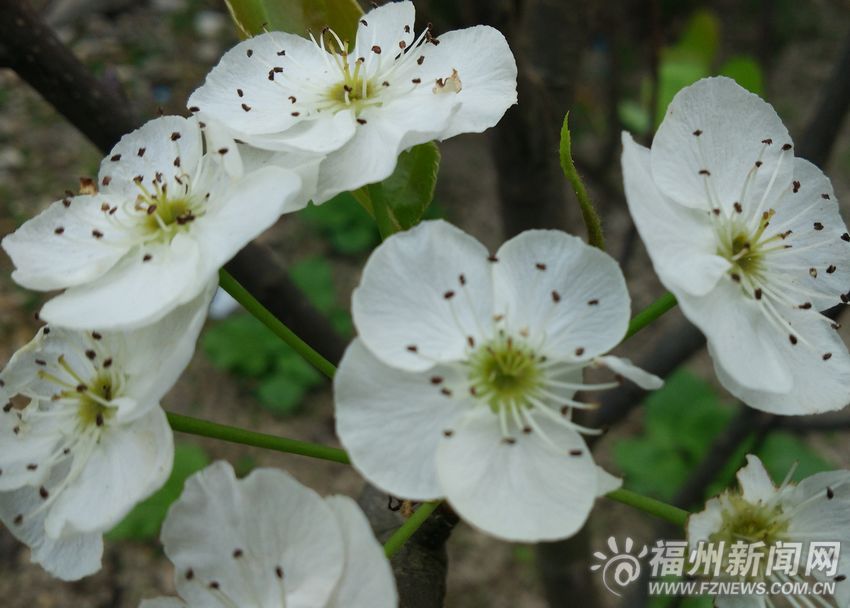 長樂上千株桃樹梨樹成片開花　疑把暖冬當成早春