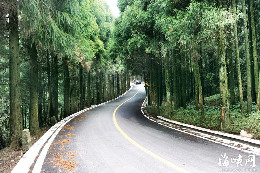 “福州最拉風山路”遠離喧囂 柳杉夾道云霧繚繞