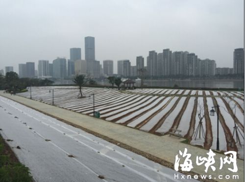 花海公園造榕城最大油菜花田 明年1月將綻放(圖)