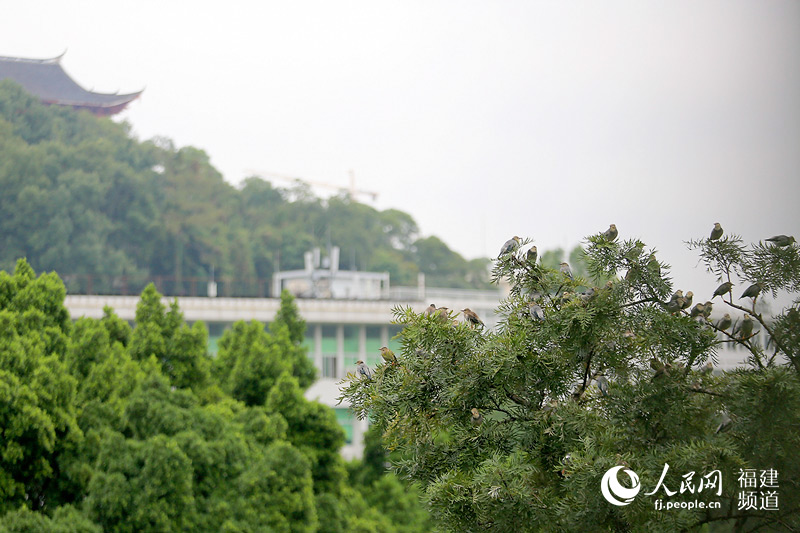絲光椋鳥榕城越冬千嗓齊亮 福州成“鳥的天堂”