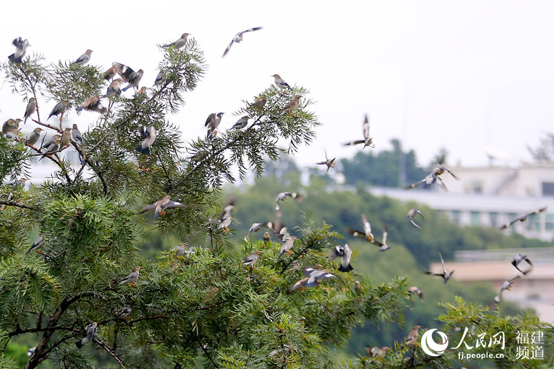 絲光椋鳥榕城越冬千嗓齊亮 福州成“鳥的天堂”