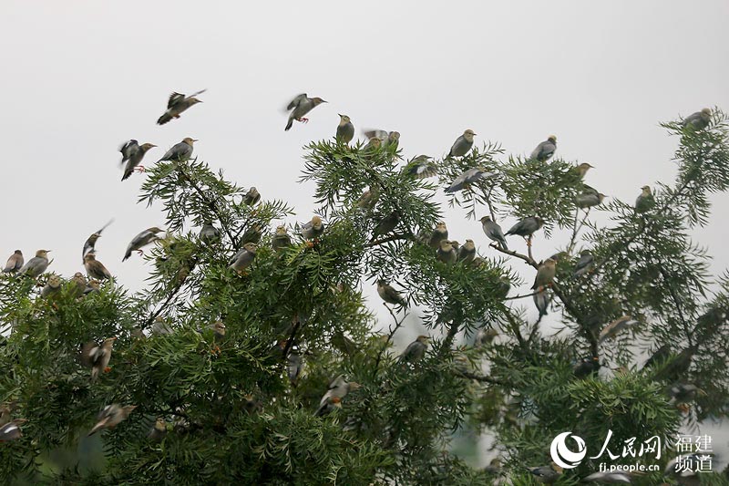 絲光椋鳥榕城越冬千嗓齊亮 福州成“鳥的天堂”
