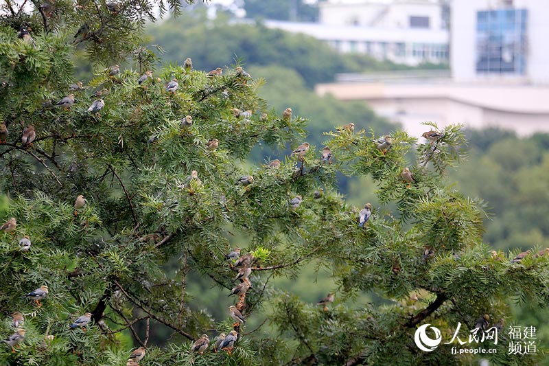 絲光椋鳥榕城越冬千嗓齊亮 福州成“鳥的天堂”