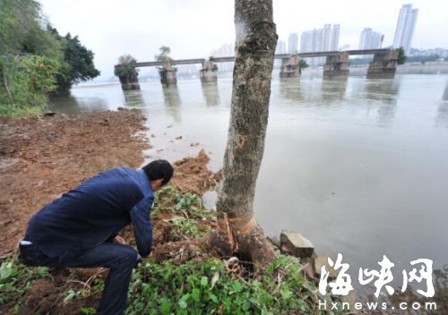 閩江北岸駁岸一期施工　未經審批鏟超50平米綠地