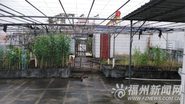 福州不少小區樓頂現消防隱患　天臺種菜亂堆雜物