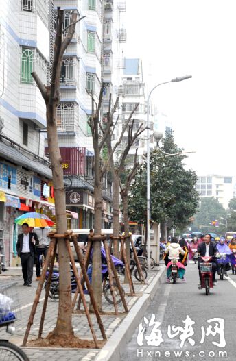北大路新種黃山欒葉掉光　專家：該樹種冬季落葉