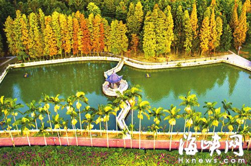 福州森林公園水杉林呈三色景觀　宛如九寨溝景致