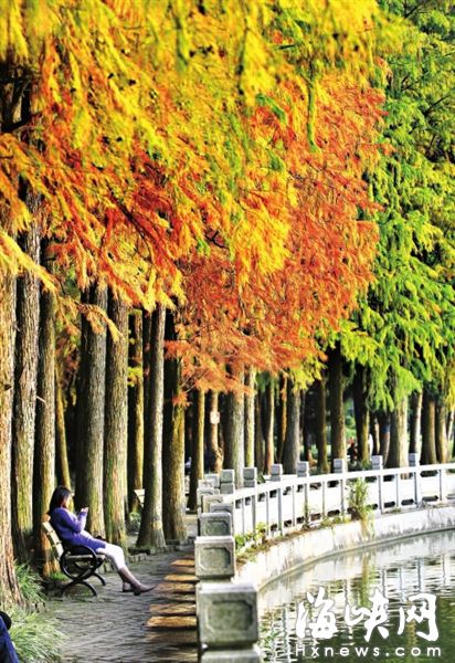 福州森林公園水杉林呈三色景觀　宛如九寨溝景致