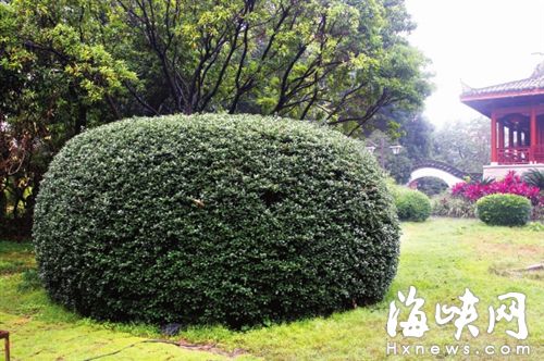 西湖公園有棵2米多“新年賀卡”樹 樹齡超過30年