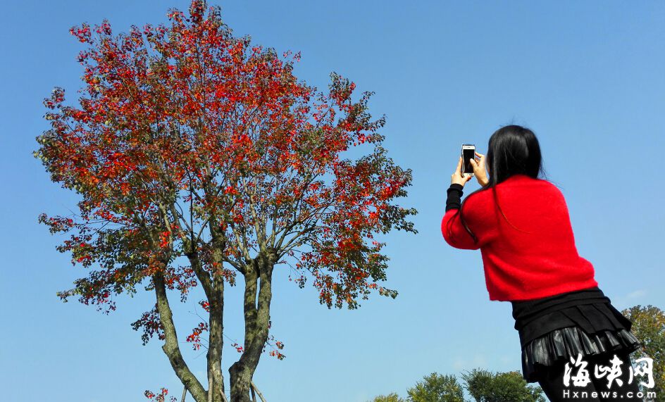 沙灘公園內孤植“紅樹”喚市民鄉愁 耐旱又抗凍
