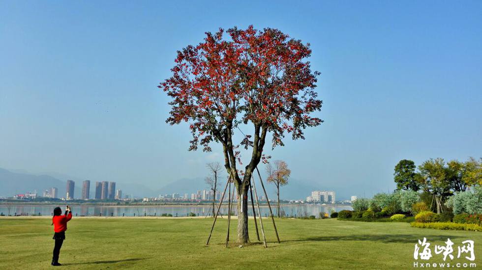 沙灘公園內孤植“紅樹”喚市民鄉愁 耐旱又抗凍