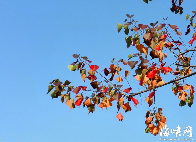 沙灘公園內孤植“紅樹”喚市民鄉愁　耐旱又抗凍