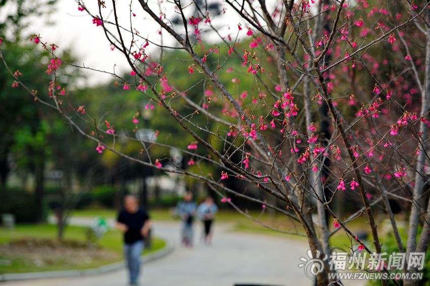 福州進入賞櫻季　閩江公園山櫻花綻放持續兩個月