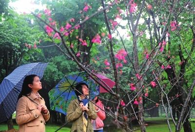 福州進入賞櫻季　閩江公園山櫻花綻放持續兩個月