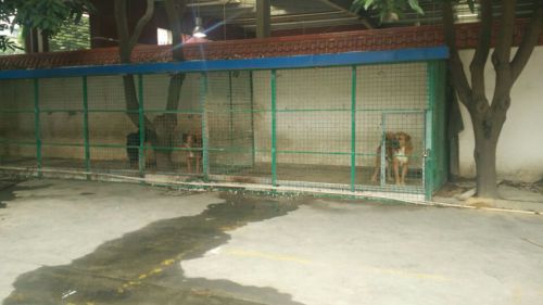 惡犬撕咬女孩　眾保安見義勇為徒手相救（圖）