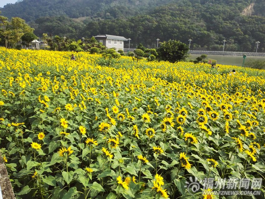 福清龍江公園外灘向日葵盛開　成為一片“花海”