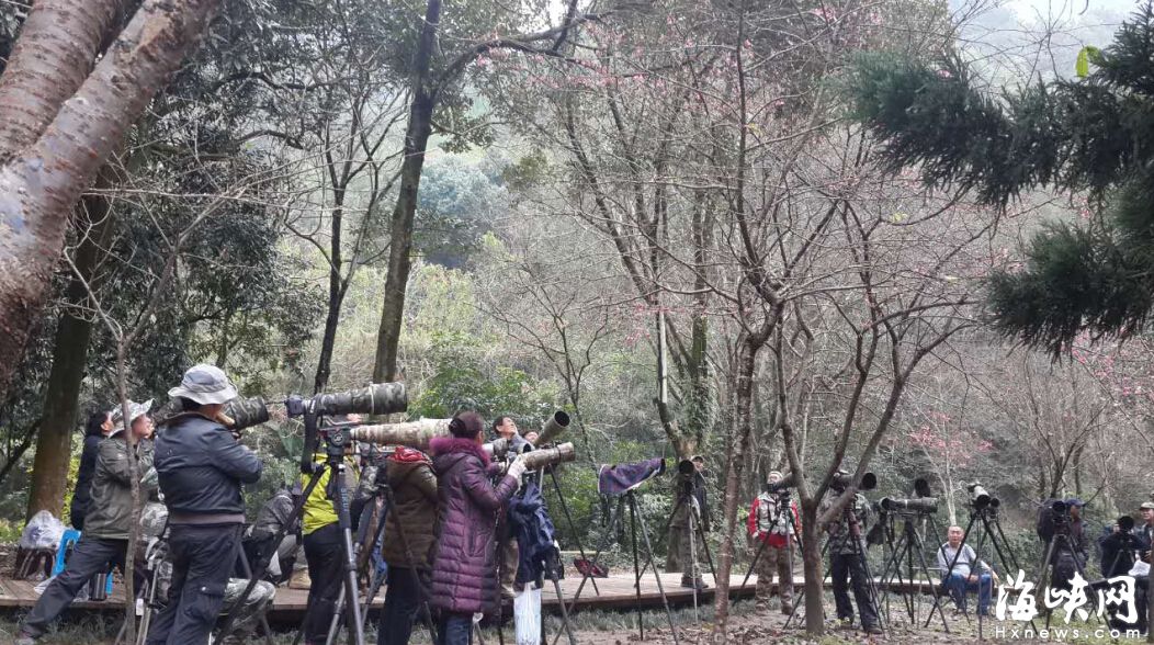 森林公園櫻花開放花期持續(xù)至春節(jié)　引太陽鳥穿梭