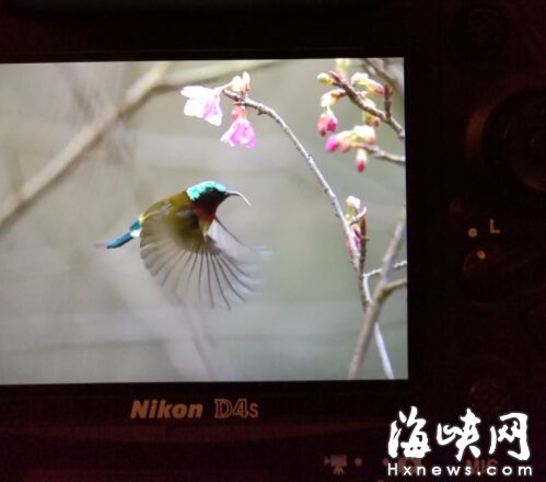 森林公園櫻花開放花期持續至春節 引太陽鳥穿梭