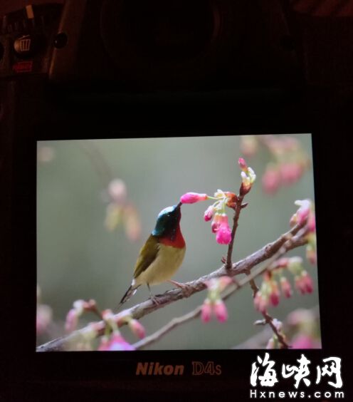 森林公園櫻花開放花期持續至春節 引太陽鳥穿梭