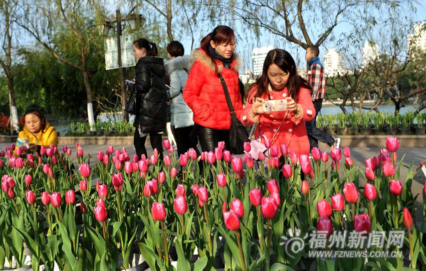西湖郁金香花展開(kāi)放　持續(xù)至春節(jié)市民可錯(cuò)峰賞花