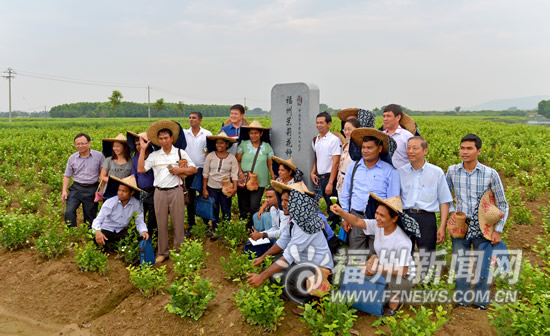 代表建議將茉莉花茶定為“市茶”　推動產(chǎn)業(yè)園建設(shè)