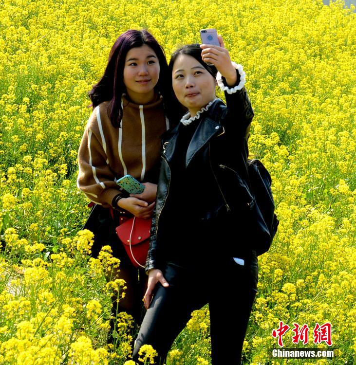 福州花海公園近百畝油菜花競相綻放　成金色花海