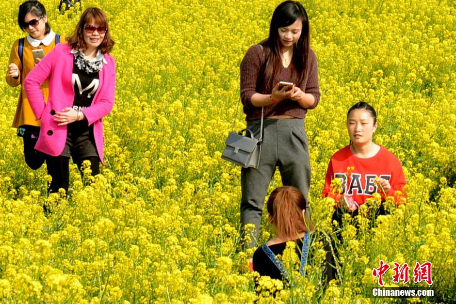 福州花海公園近百畝油菜花競相綻放　成金色花海