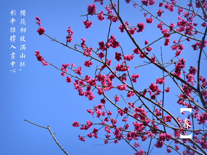 三月探春:公園“當(dāng)家花旦”盛放 市民悠游花海