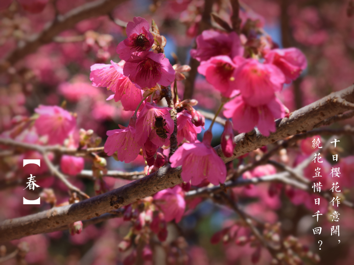 三月探春:公園“當(dāng)家花旦”盛放 市民悠游花海