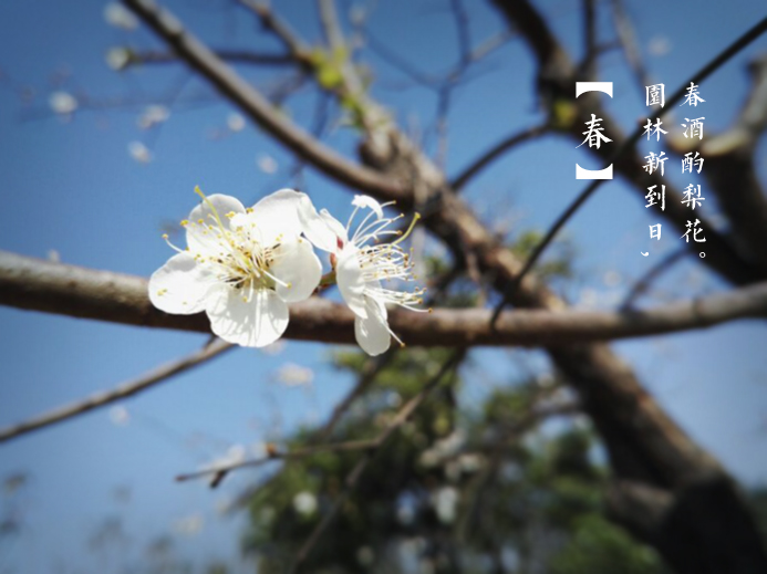 三月探春:公園“當(dāng)家花旦”盛放 市民悠游花海