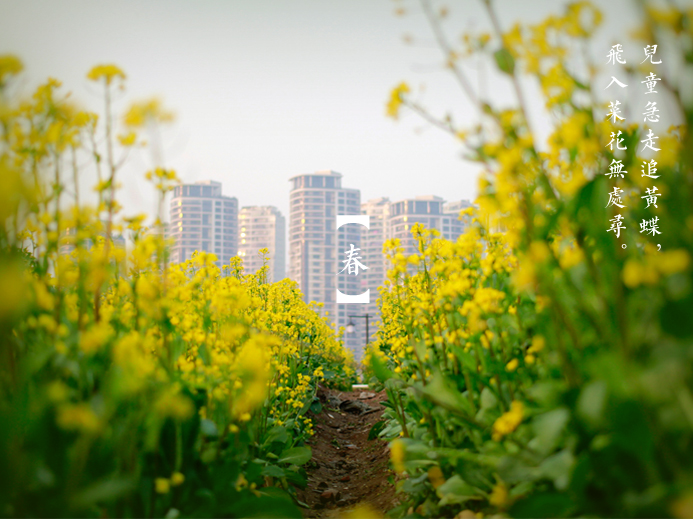 三月探春:公園“當(dāng)家花旦”盛放 市民悠游花海