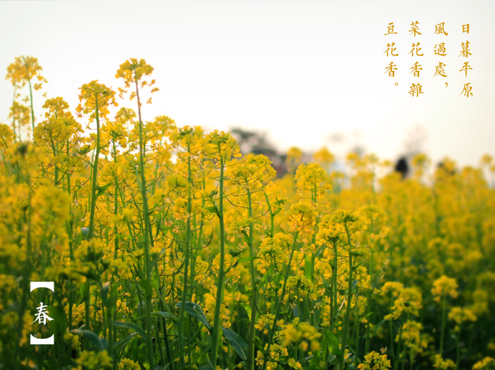 三月探春:公園“當(dāng)家花旦”盛放 市民悠游花海