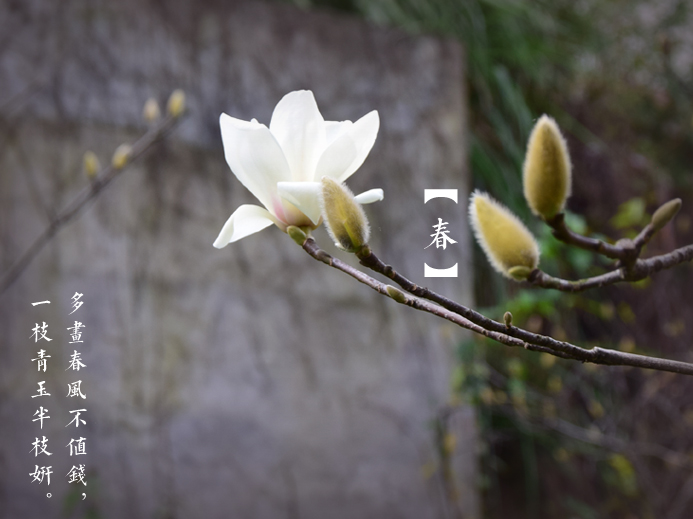 三月探春:公園“當(dāng)家花旦”盛放 市民悠游花海