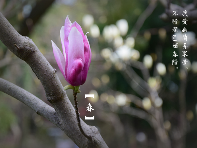 三月探春:公園“當(dāng)家花旦”盛放 市民悠游花海