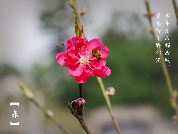 三月探春:公園“當(dāng)家花旦”盛放 市民悠游花海