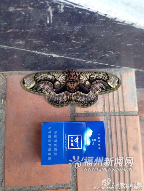 “阿里山神蝶”現身永泰云頂　花紋似蟒蛇引驚嘆