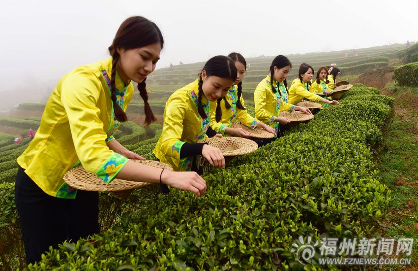 采茶姑娘采摘茶葉尖芽　制作2016年首批茉莉花茶