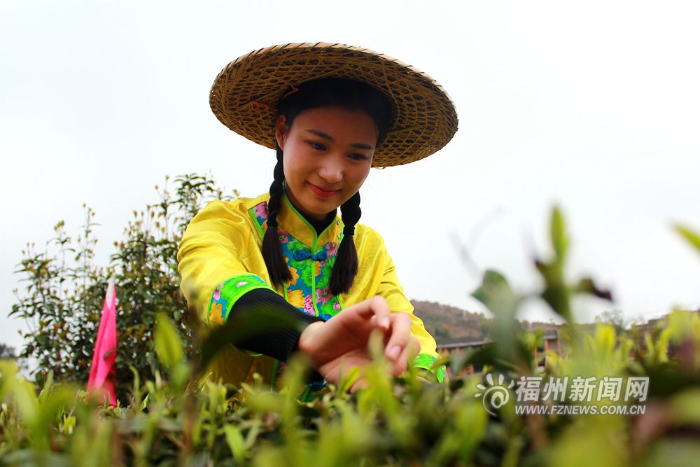 福州茉莉花茶“開春第一采” 游客零距離享受采茶樂
