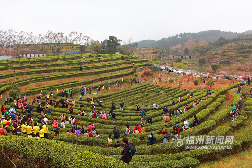福州茉莉花茶“開春第一采” 游客零距離享受采茶樂